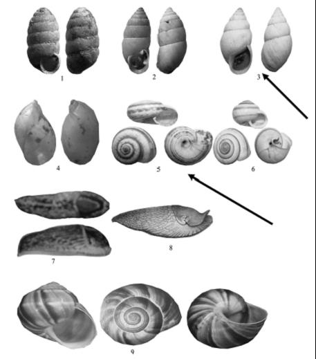Land snails of Armenia most commonly infected with Protostrongylidae